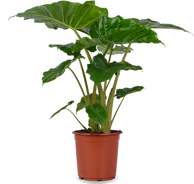 Alocasia Portadora (Elefantenohr) kaufen? | Jeroen