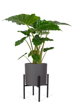 Alocasia portadora (Elefantenohr) (M)