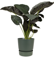 Alocasia regal shield (Elefantenohr) (XL)