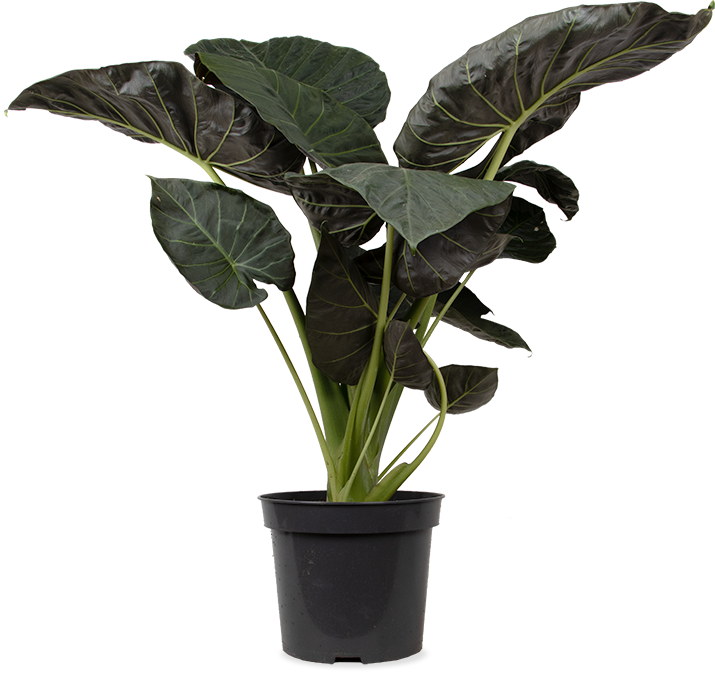 Alocasia regal shield (Elefantenohr) (XL)