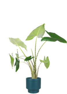 Alocasia zebrina (Elefantenohr) (L)