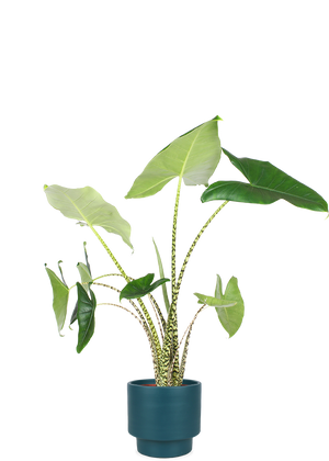 Alocasia Zebrina (Elefantenohr) (L) kaufen? | Ollie