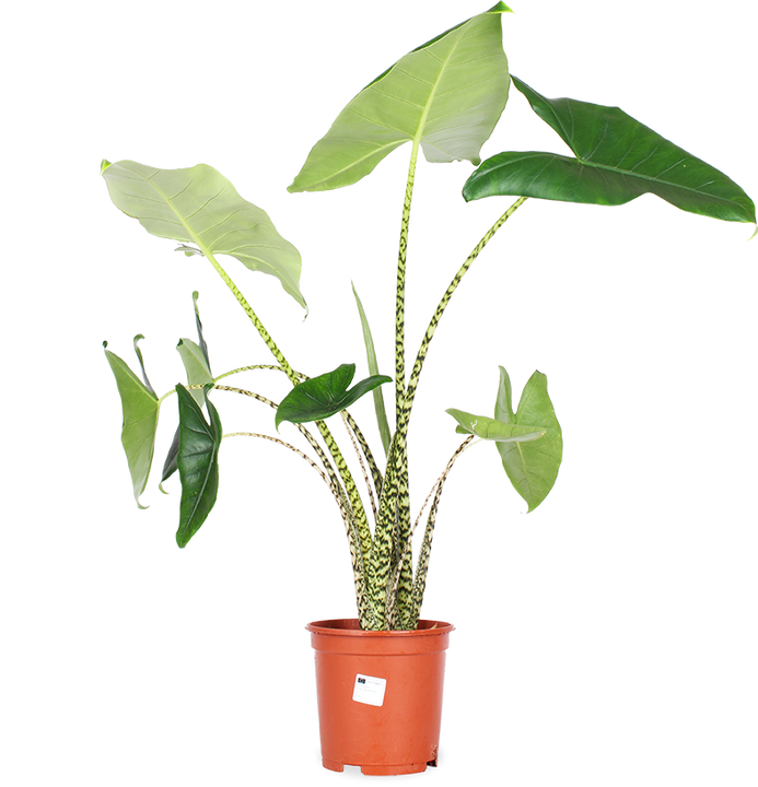 Alocasia zebrina (Elefantenohr) (L)