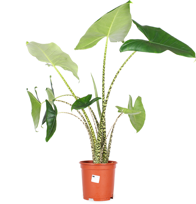 Alocasia Zebrina (Elefantenohr) (L) kaufen? | Ollie | Plantsome