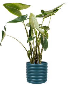 Alocasia zebrina (Elefantenohr) (L)