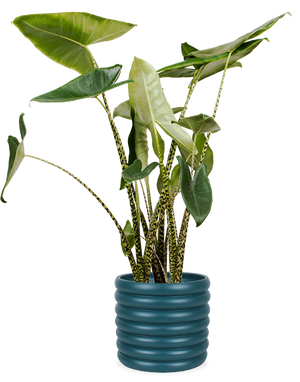 Alocasia Zebrina (Elefantenohr) (L) kaufen? | Ollie
