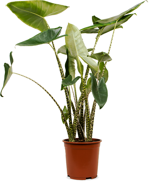 Alocasia zebrina (Elefantenohr) (L)