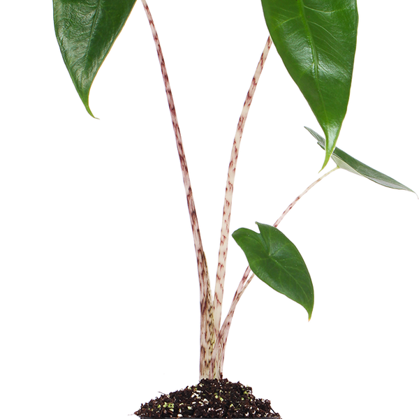 Alocasia zebrina (Elefantenohr) (XS)