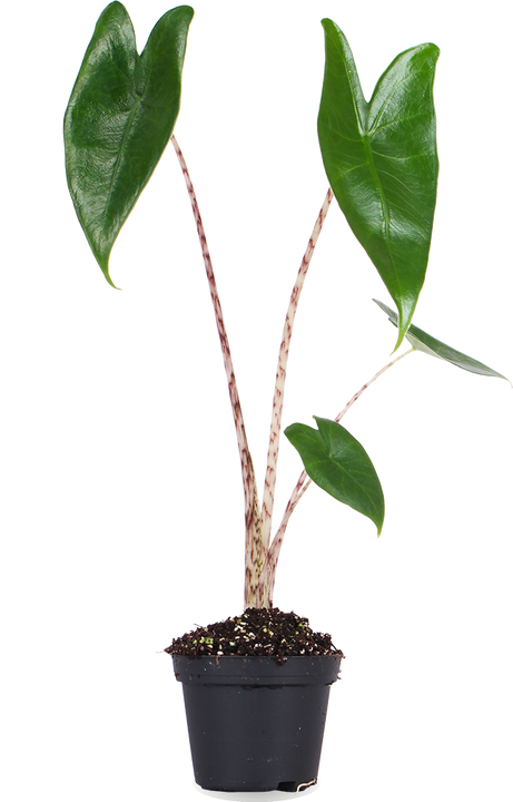 Alocasia zebrina (Elefantenohr) (XS)