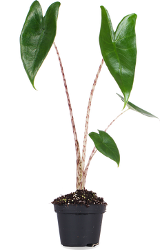 Alocasia zebrina (Elefantenohr) (XS)