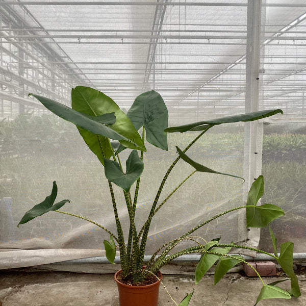 alocasia zebrina kaufen Alocasia Zebrina (Elefantenohr) (L) kaufen? | Ollie