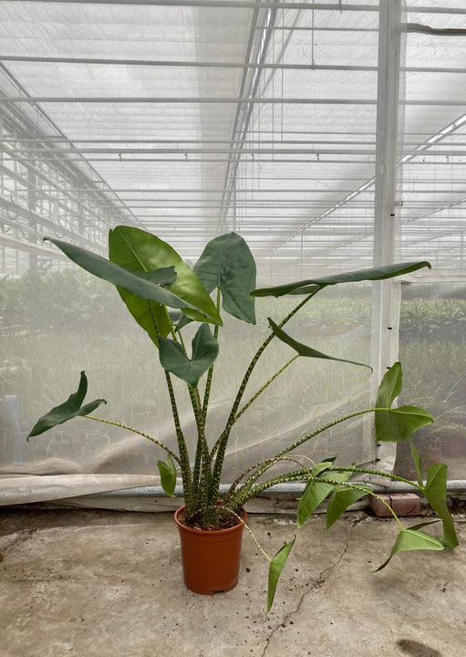 Alocasia zebrina (Groggy Zweige)