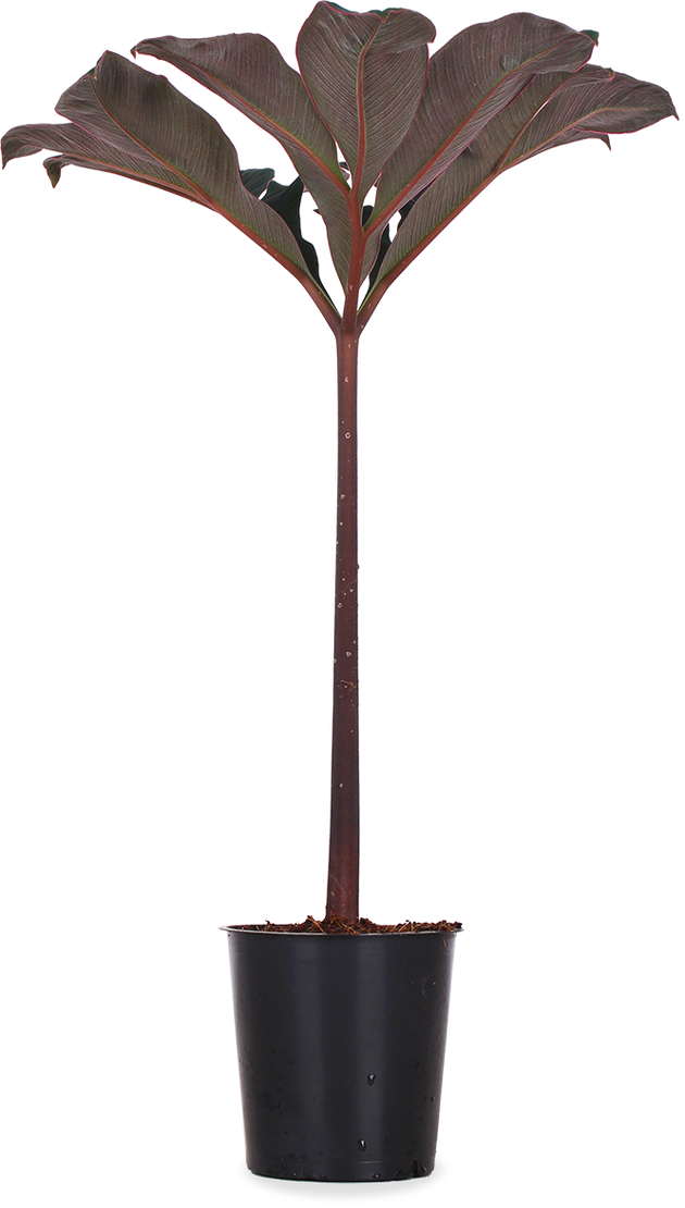 Amorphophallus atroviridis