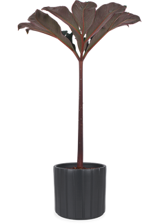 Amorphophallus atroviridis
