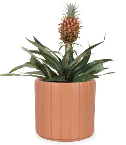 Ananas comosus "mi amigo" (Ananaspflanze) (S)
