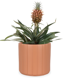 Ananas comosus "mi amigo" (Ananaspflanze) (S)