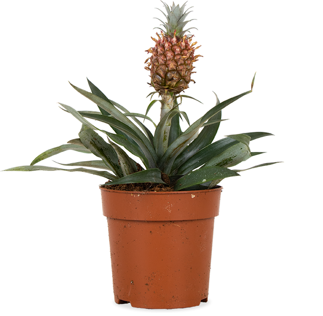 ananas zimmerpflanze Ananas comosus 