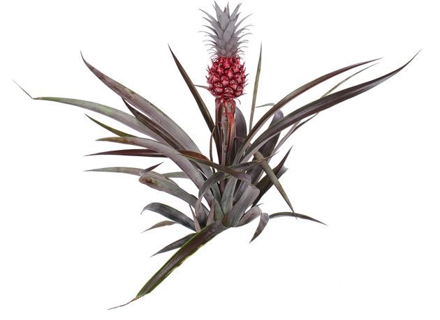 Ananas comosus 