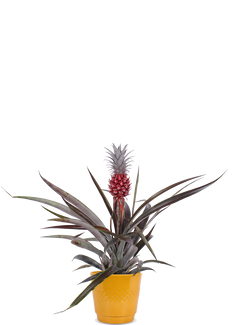 Ananas comosus "pacifico" (Ananaspflanze)