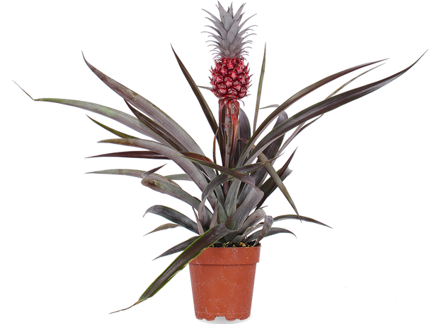Ananas comosus "pacifico" (Ananaspflanze) kaufen? | Eddy | Plantsome