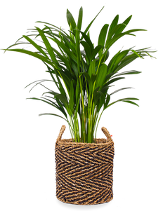 Areca Palme (Goldfruchtpalme) (M)