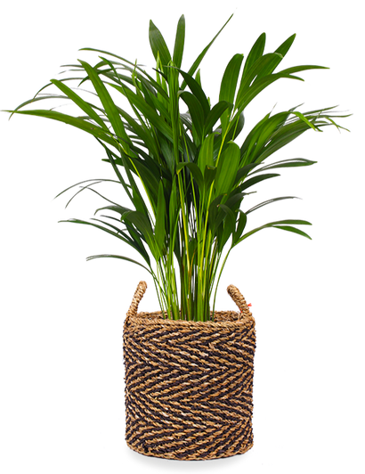 Areca Palme (Goldfruchtpalme) (M)