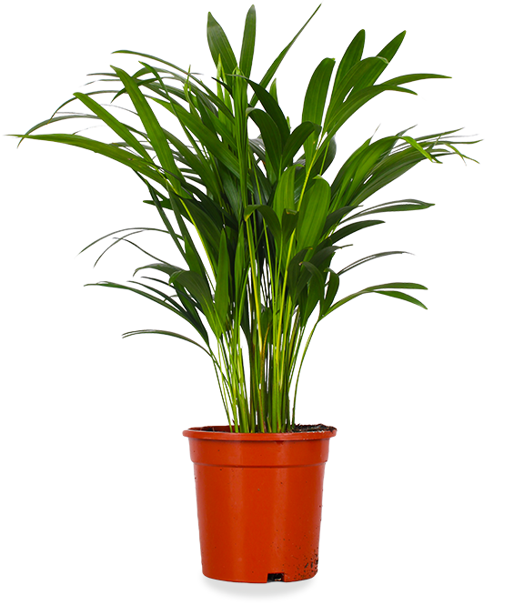Areca Palme (Goldfruchtpalme) (M) kaufen
