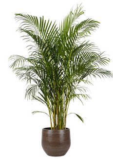 Areca Palme (Goldfruchtpalme) (XL)