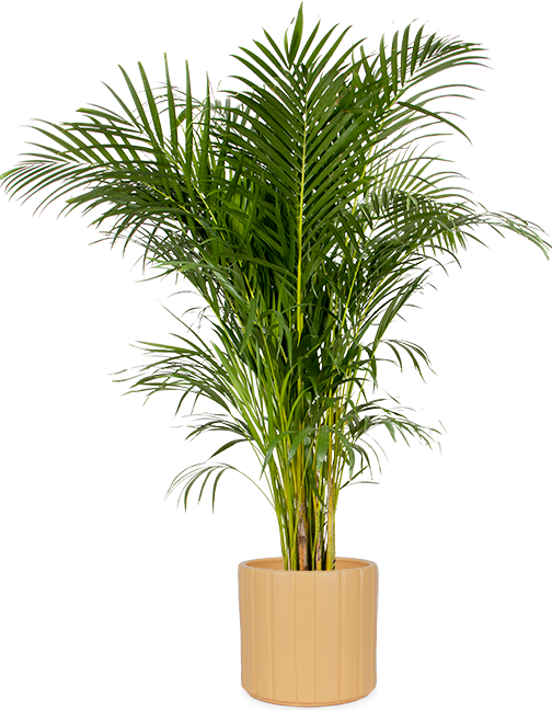 Arecapalme (Goldfruchtpalme) (XL) kaufen