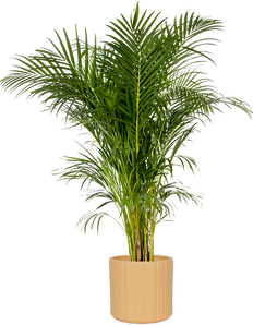 Areca Palme (Goldfruchtpalme) (XL)