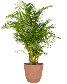 Areca Palme (Goldfruchtpalme) (XL)