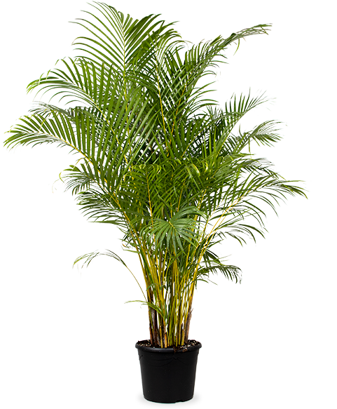 Arecapalme (Goldfruchtpalme) (XL) kaufen