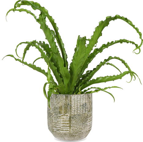 Asplenium Osaka (Nestfarn) (S)