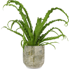 Asplenium Osaka (Nestfarn) (S)