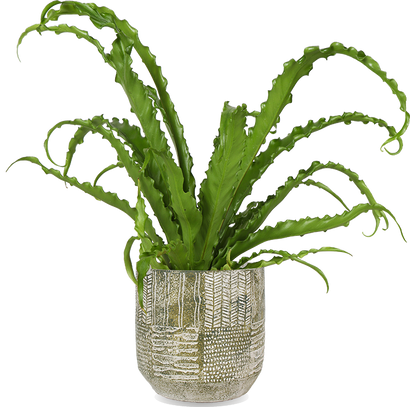 Asplenium Osaka (Nestfarn) (S)