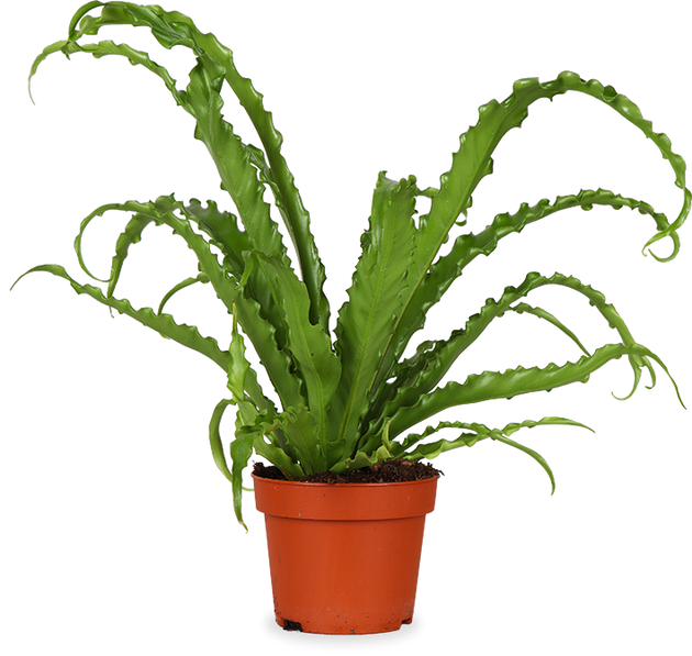 Asplenium Osaka (Nestfarn) (S) kaufen | Naomi