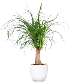 Beaucarnea (Elefantenfuß) (S)
