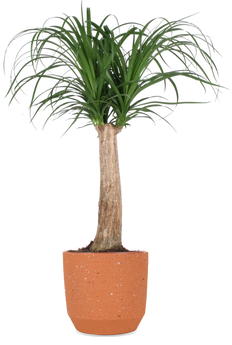 kaktus cereus jamacaru Cereus Jamacaru – Kesslers Cacti main image 1