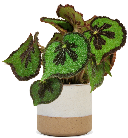 Begonia masoniana (Blattbegonie) (S)