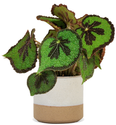 Begonia masoniana (Blattbegonie) (S)