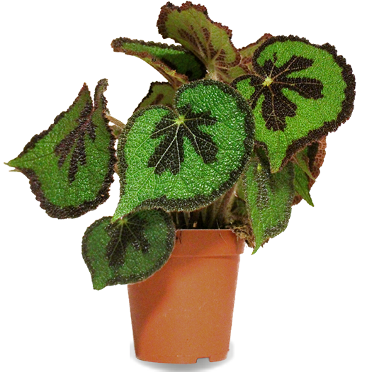 Begonia masoniana (Blattbegonie) (S)
