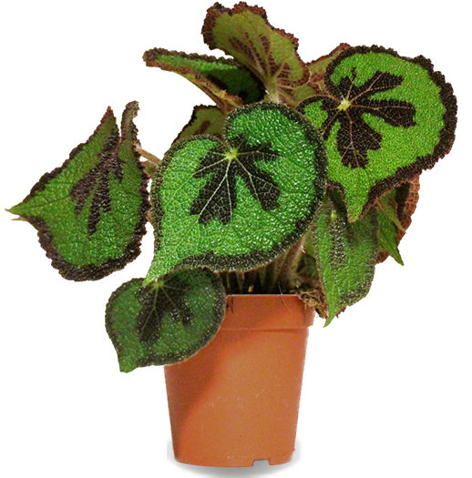 Begonia Masoniana (Iron Cross/Eisernes Kreuz Begonie) kaufen? | Jack
