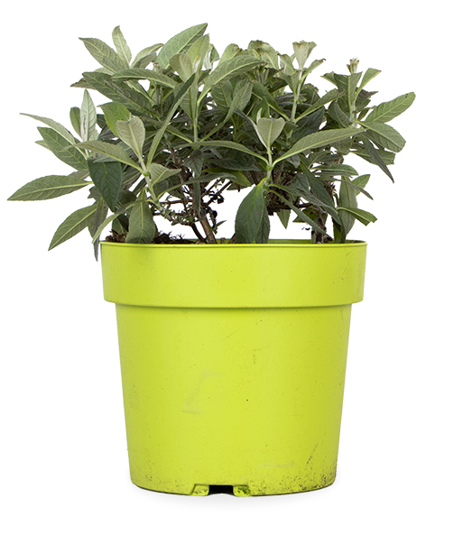 Buddleja davidii "Little White" (Schmetterlingsflieder) (S)