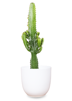 Euphorbia acruensis (Wolfsmilchkaktus) (M)