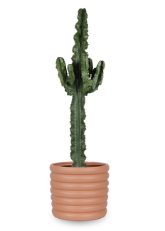 Euphorbia erytrea (Wolfsmilchkaktus) (L)