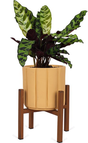 Calathea Insignis (Lancifolia) (S) | Giovanna