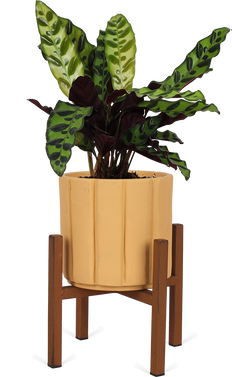 Calathea Insignis (Lancifolia) (S)