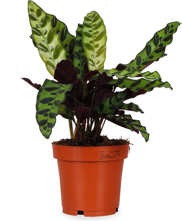 Calathea Inisgnis (Lancifolia) (S)