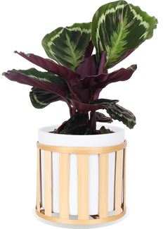 Calathea medallion (Korbmarante) (S)