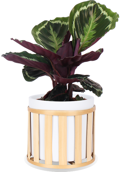 Calathea medallion (Korbmarante) (S)